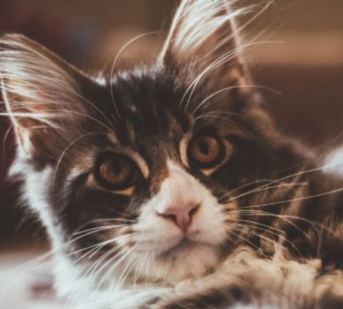 Cat looking at camera